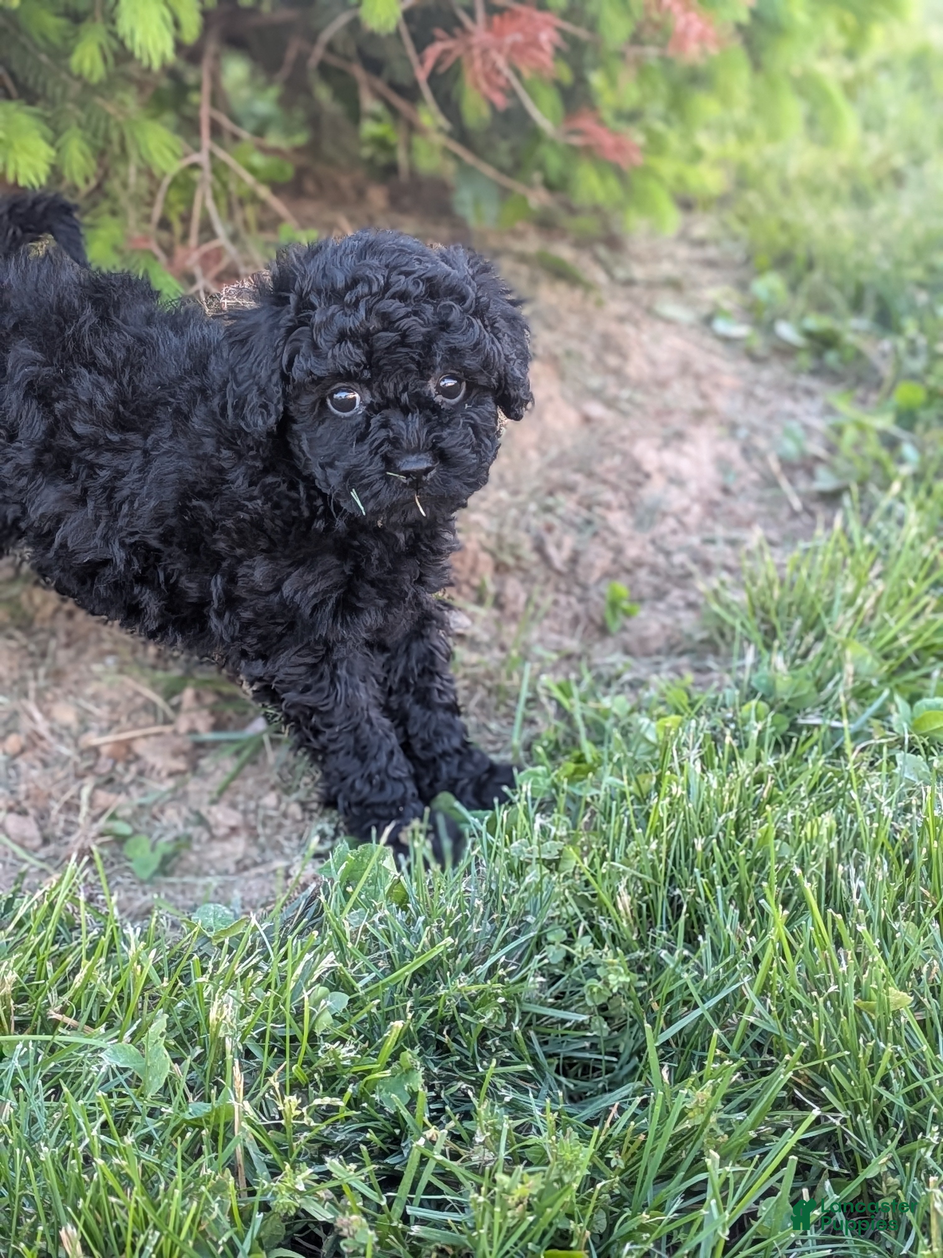 Miniature Poodle dogs Gianna  - Ad 2