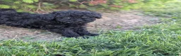 Miniature Poodle dogs for sale: Miniature Poodle Puppy 4 - Ad 2