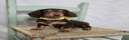 Miniature Dachshund dogs for sale: Tulip - Ad 6