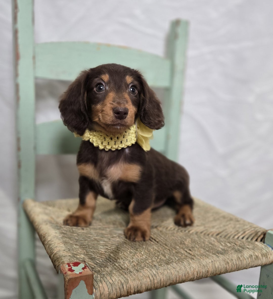 Miniature Dachshund dogs for sale: Tulip - Ad 6