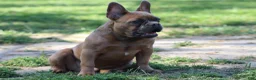 French Bulldog dogs for sale: French Bulldog 1 - Ad 5