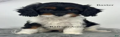 Baxter