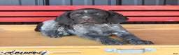 German Shorthaired Pointer dogs for sale: Rusty - Ad 3