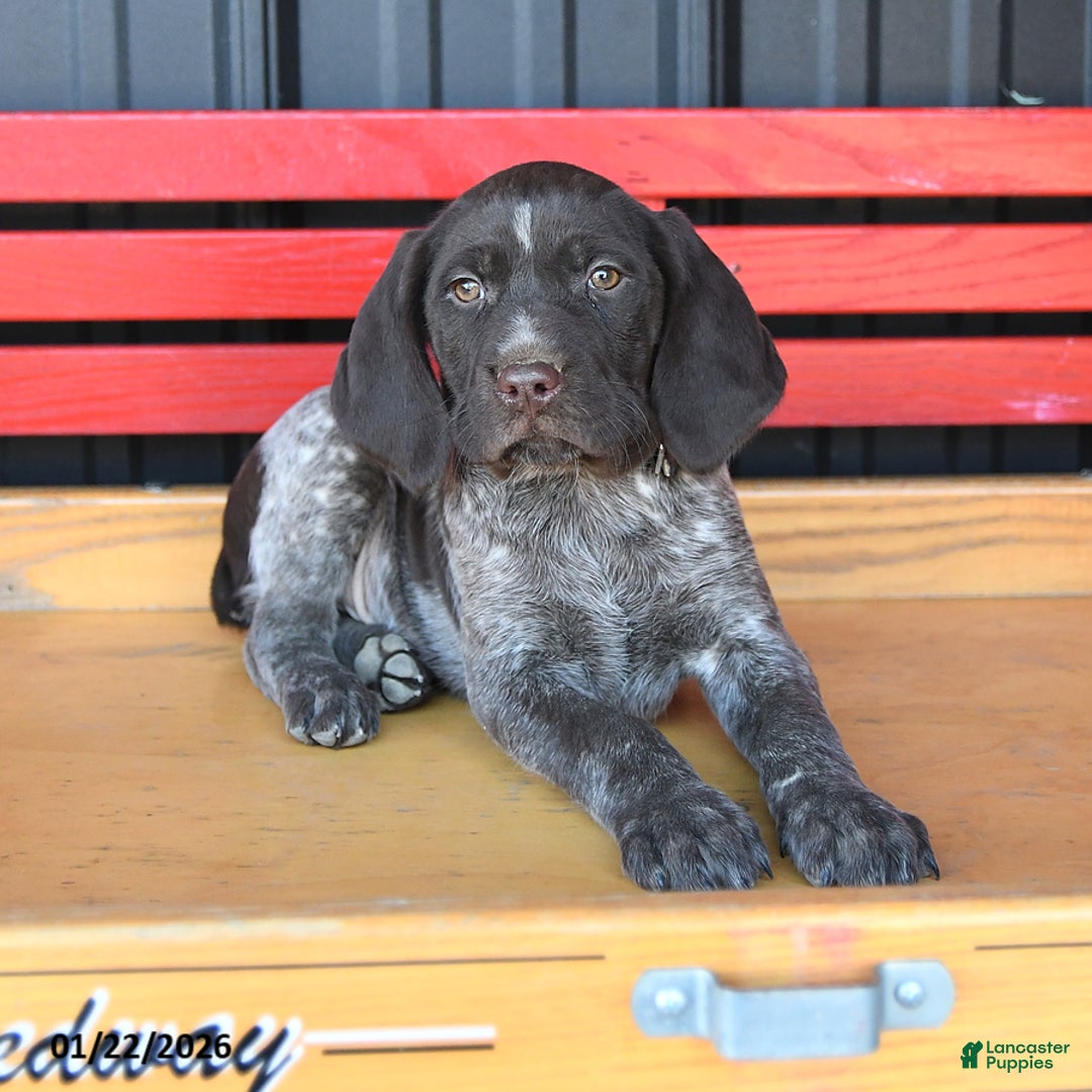 German Shorthaired Pointer dogs for sale: Rusty - Ad 3