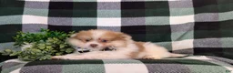 Pomeranian dogs for sale: Lancelot - Ad 5