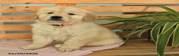 Golden Retriever dogs for sale: Keisha - Ad 3