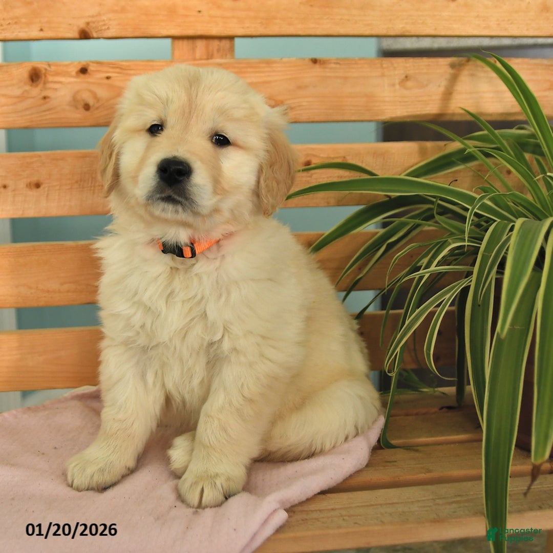 Golden Retriever dogs for sale: Keisha - Ad 3