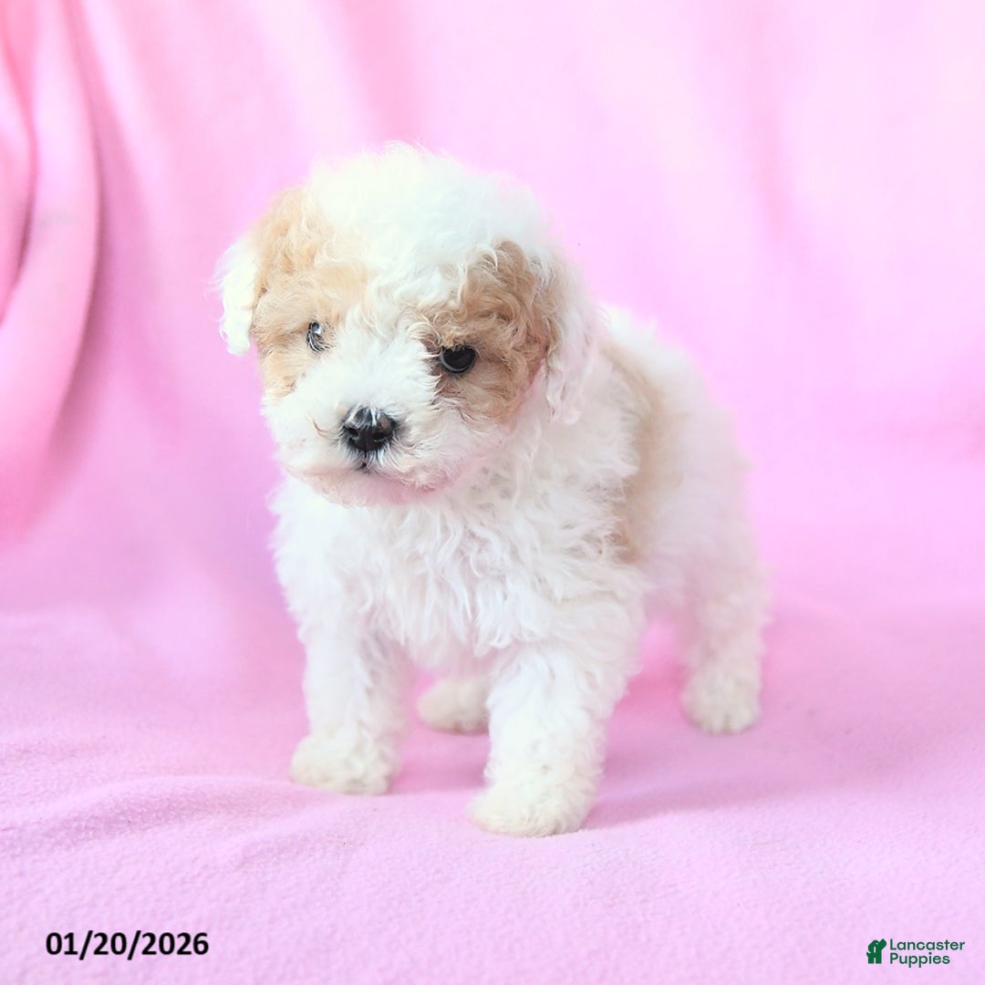 Toy Poodle dogs for sale: Oscar - Ad 4