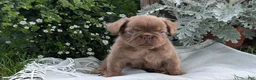 French Bulldog dogs for sale: Ozzy - Ad 7