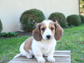 Dachshund dogs - Ad 16