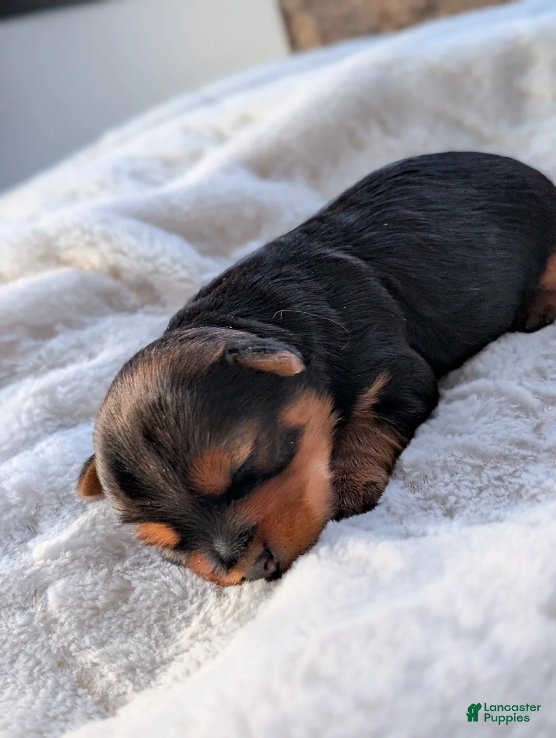 Yorkshire Terrier dogs for sale: Dutchess  - Ad 8