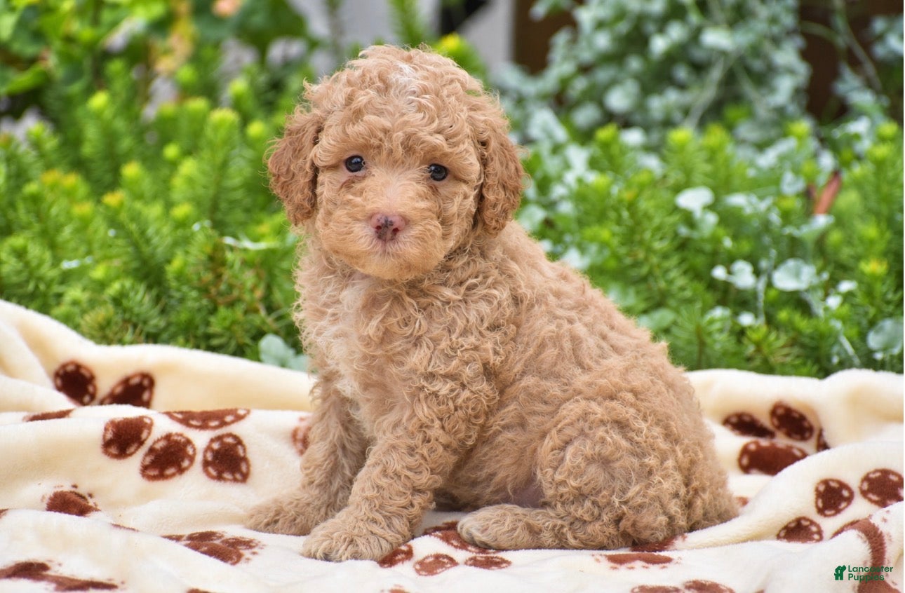 Miniature Poodle dogs for sale: Duke - Miniature - Ad 2