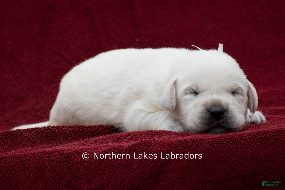Labrador Retriever dogs for sale: Michael - Ad 1