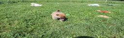 Shiba Inu dogs for sale: Beef - Ad 6