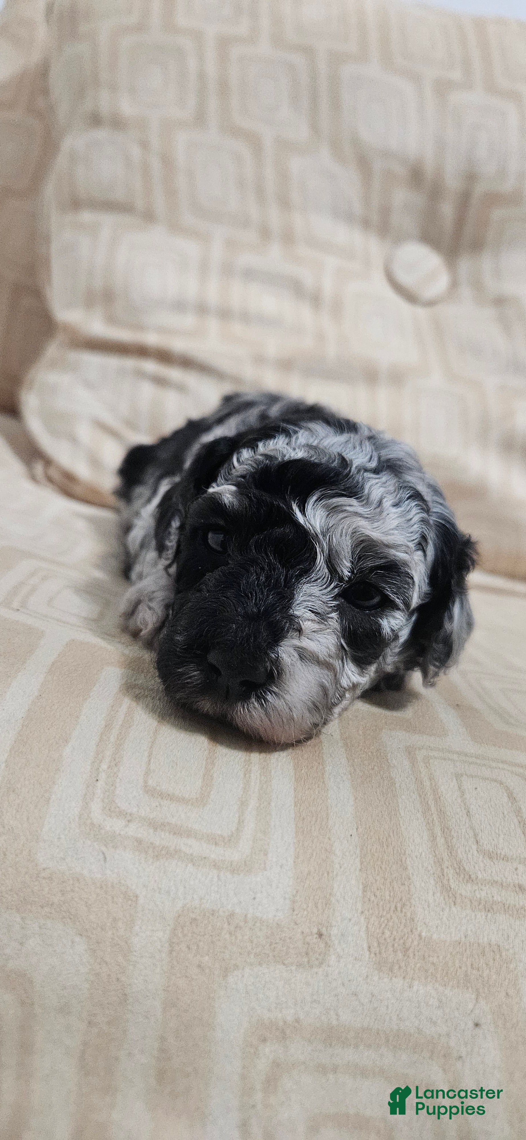 Miniature Poodle dogs Miniature Poodle 6 - Ad 12
