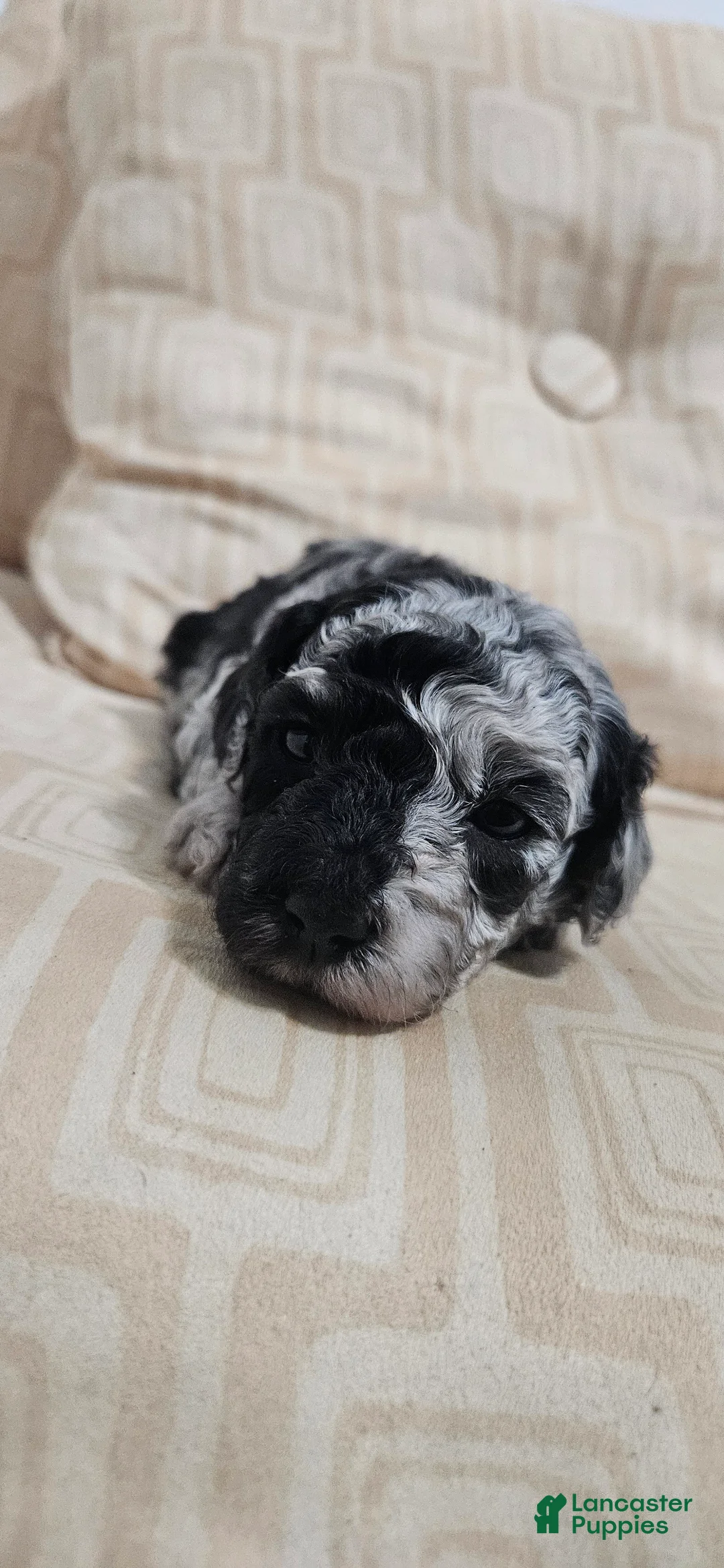 Miniature Poodle dogs for sale: Miniature Poodle 6 - Ad 1
