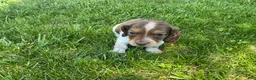 Miniature Dachshund dogs for sale: Atlas-Stunning Symmetrical Tan & White Piebald Long-Haired AKC Male!  - Ad 4