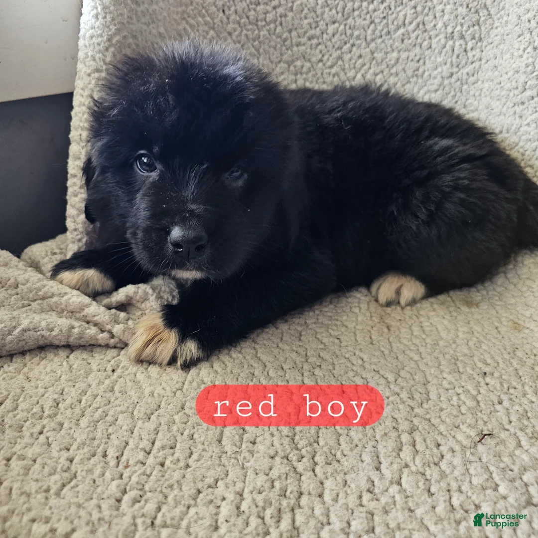 Mixed Breed dogs for sale: Freddy - Ad 1