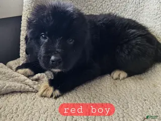 Mixed Breed dogs Freddy - Ad 29