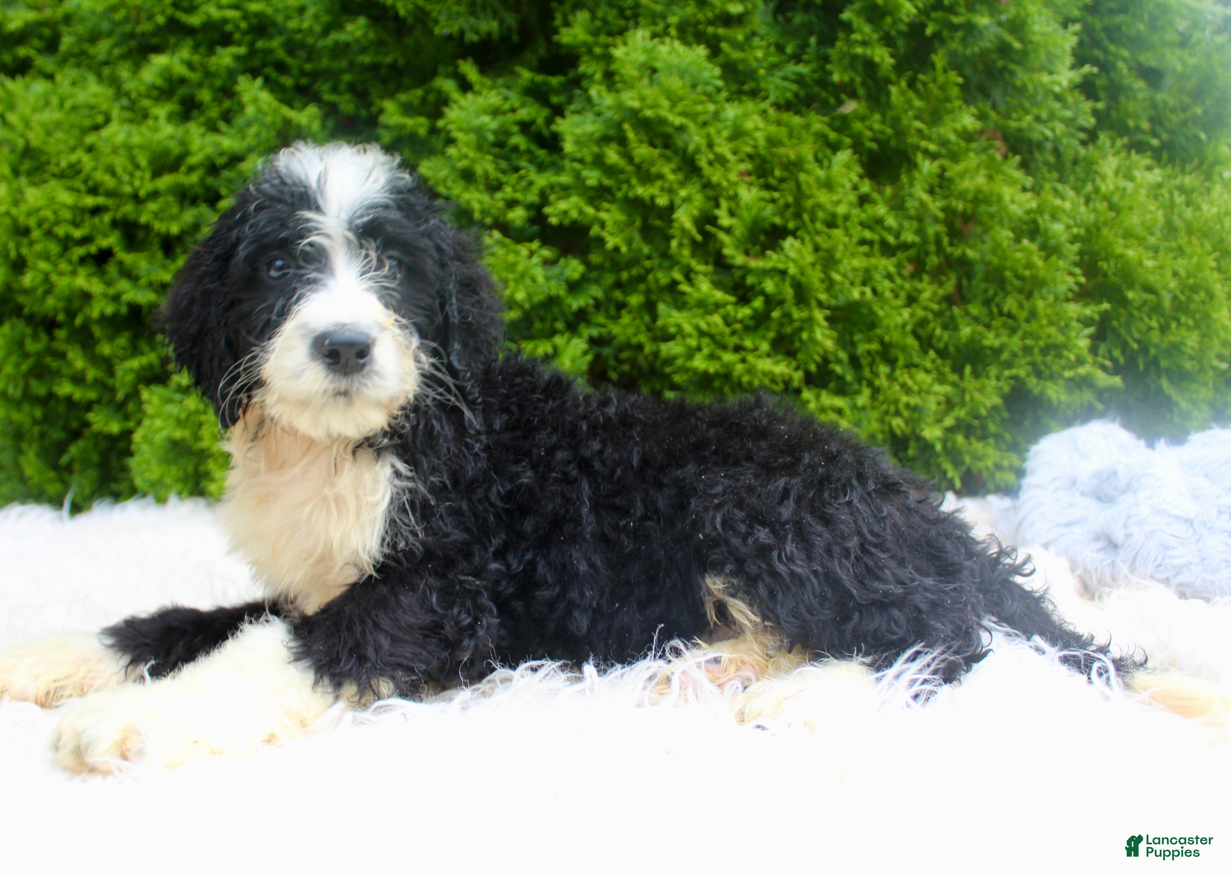 Bernedoodle dogs Jimmy - Ad 1