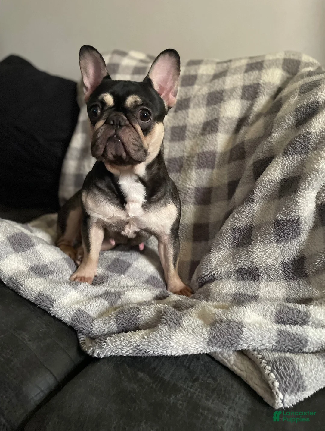French Bulldog dogs for sale: French Bulldog 1 - Ad 8