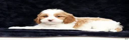 Cavapoo dogs for sale: Stanley - Ad 3