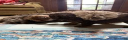 Aussiedoodle dogs for sale: Devins - Ad 3