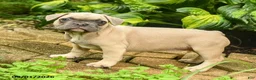 French Bulldog dogs for sale: Carlotta - Ad 4