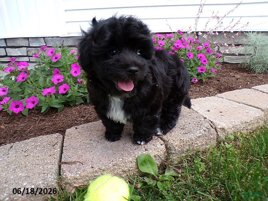 Havapoo dogs Cory - Ad 1