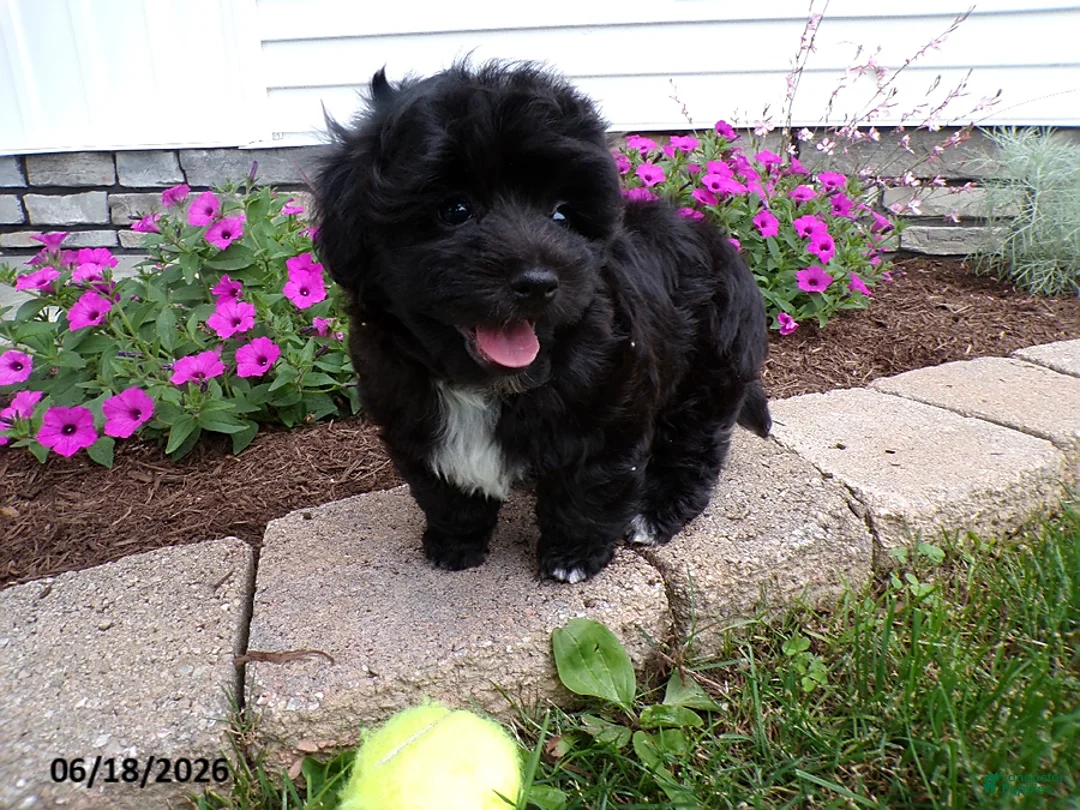 Havapoo dogs for sale: Cory - Ad 1