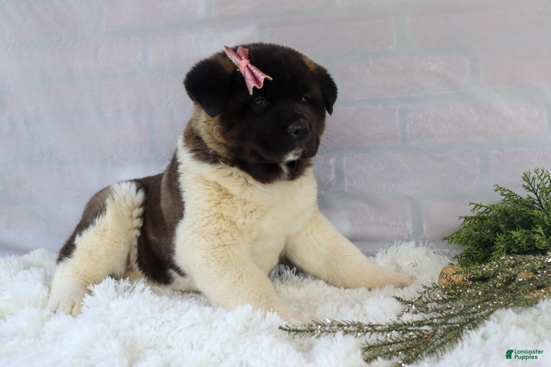 Akita dogs for sale: Rosa - Ad 3