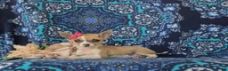 Chihuahua dogs for sale: Amelia 6 lbs Full Grown - Ad 5