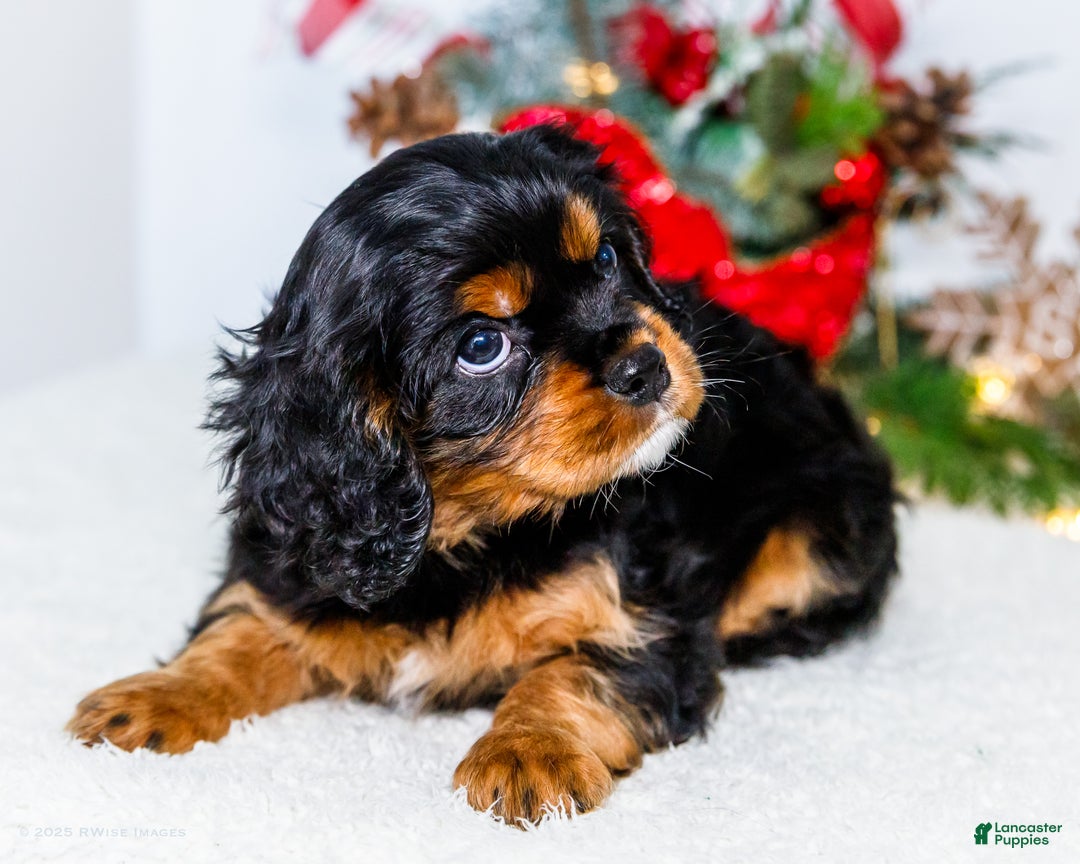Cavalier King Charles Spaniel dogs for sale: Kringle - Ad 5