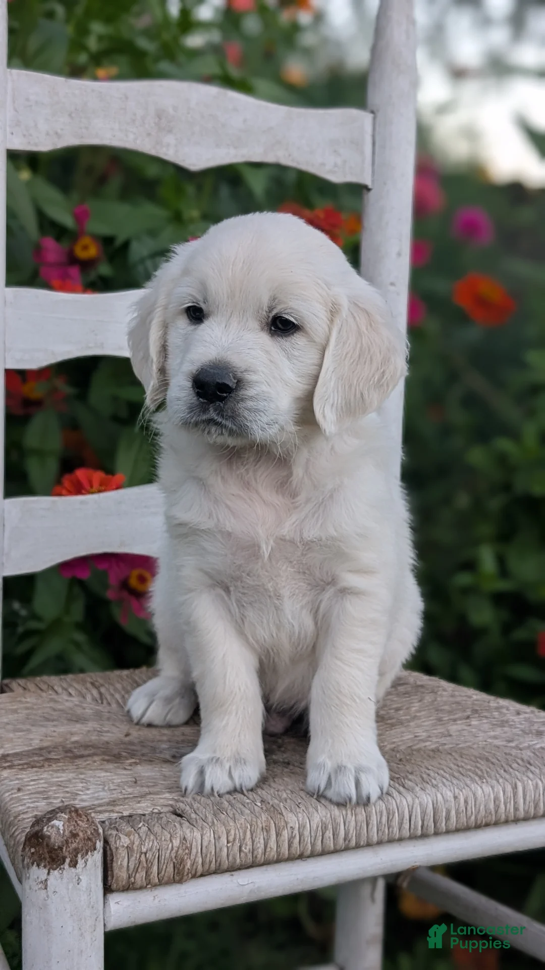 Golden Retriever dogs for sale: Bandit - Ad 2