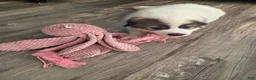 Great Pyrenees dogs for sale: Robin - Ad 4