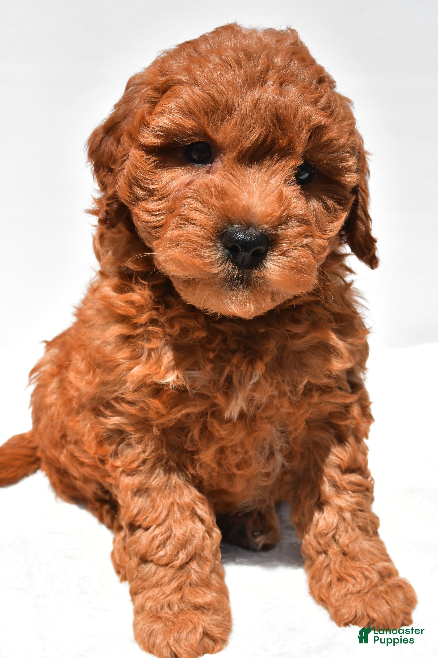 Mini Goldendoodle dogs Hudson - Ad 1