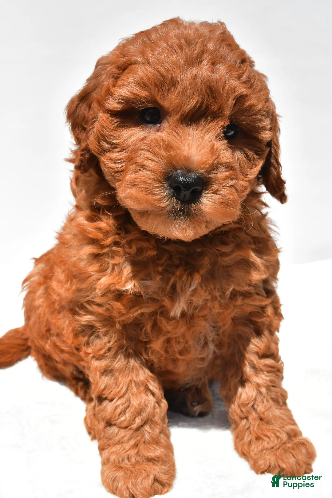 Mini Goldendoodle dogs for sale: Hudson - Ad 1