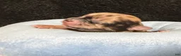 Chihuahua dogs for sale: Chihuahua 2 - Ad 15