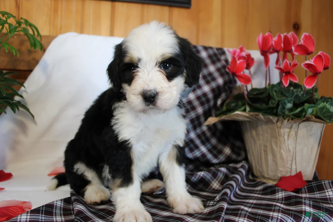 Bernedoodle dogs for sale: Bubbles - Ad 5