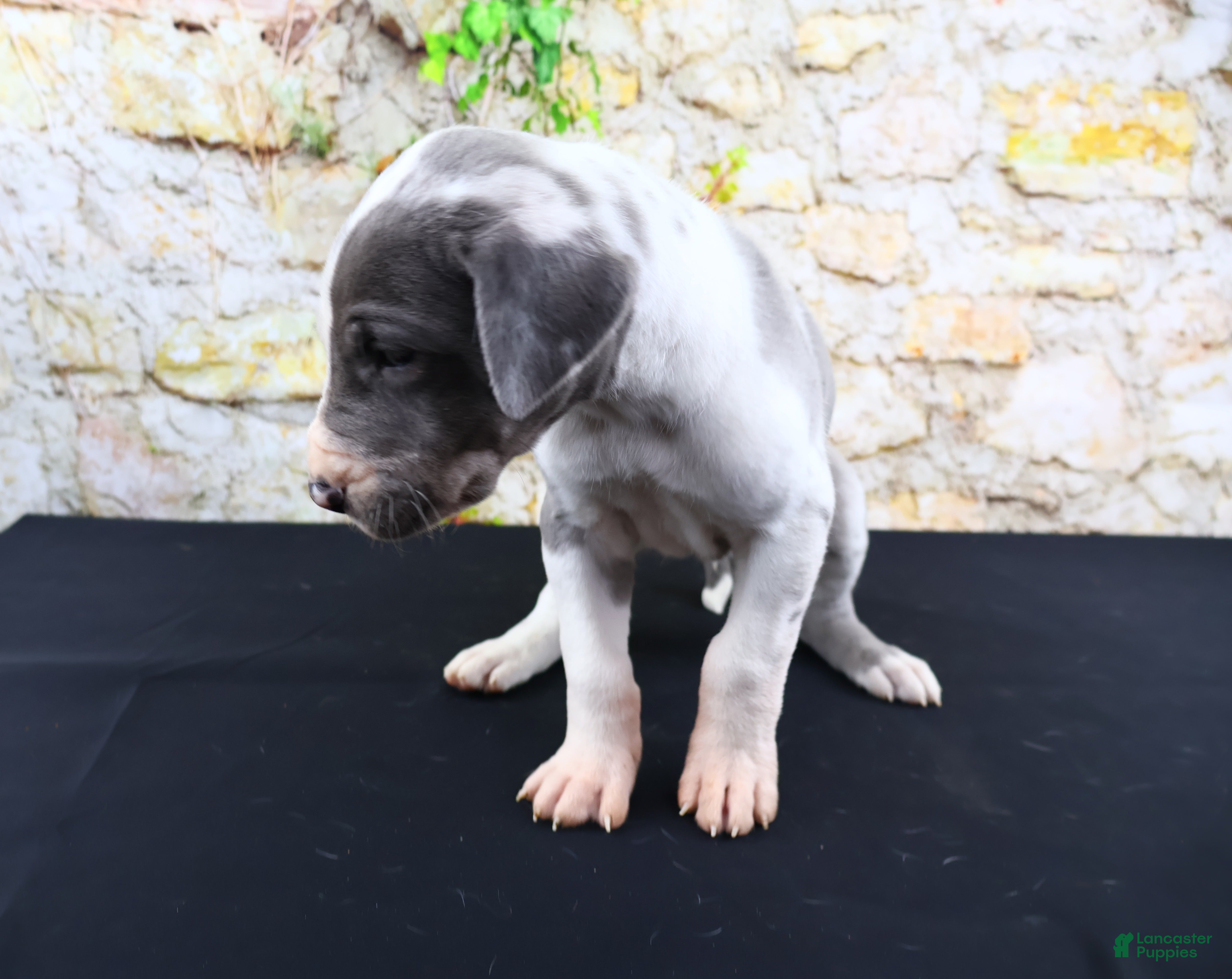 Great Dane dogs Cujo - Ad 2