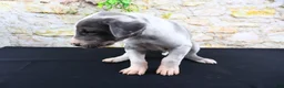Great Dane dogs for sale: Cujo - Ad 2