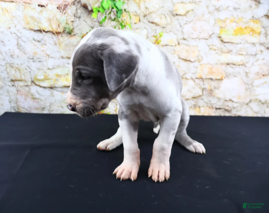 Great Dane dogs for sale: Cujo - Ad 2