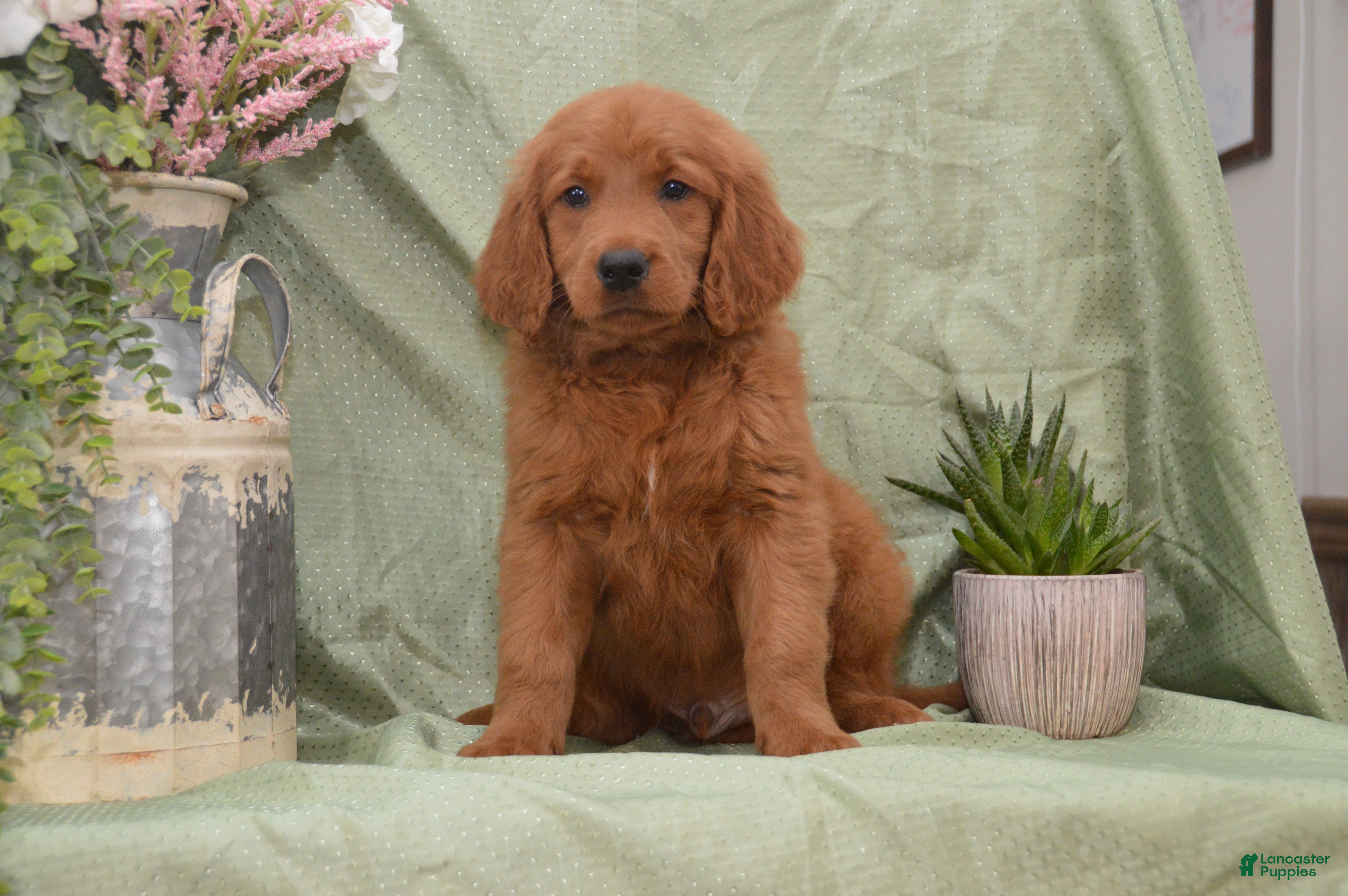 Goldendoodle dogs Buddy - Ad 2