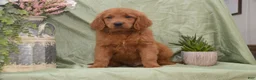 Goldendoodle dogs for sale: Buddy - Ad 2