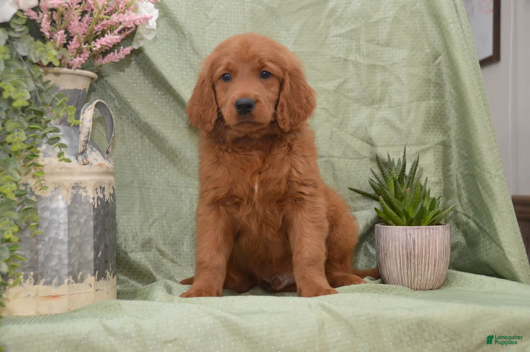 Goldendoodle dogs for sale: Buddy - Ad 2