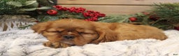 Cavalier King Charles Spaniel dogs for sale: Preston - Ad 1