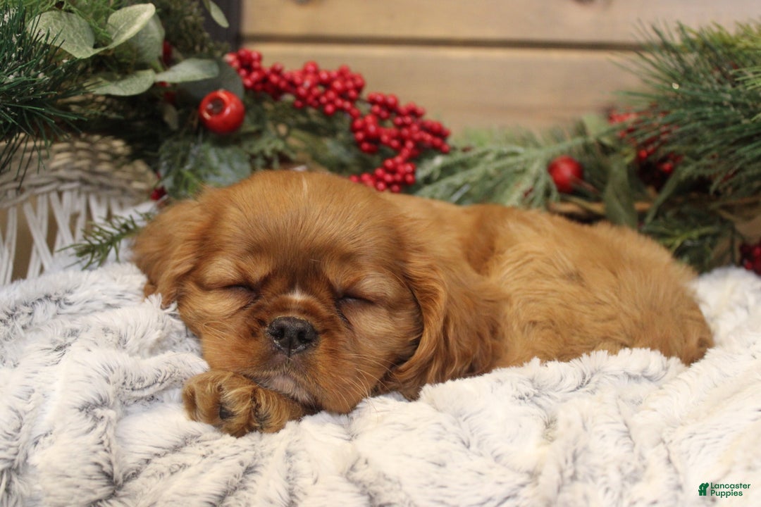 Cavalier King Charles Spaniel dogs for sale: Preston - Ad 1