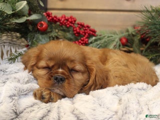 Cavalier King Charles Spaniel dogs Preston - Ad 39