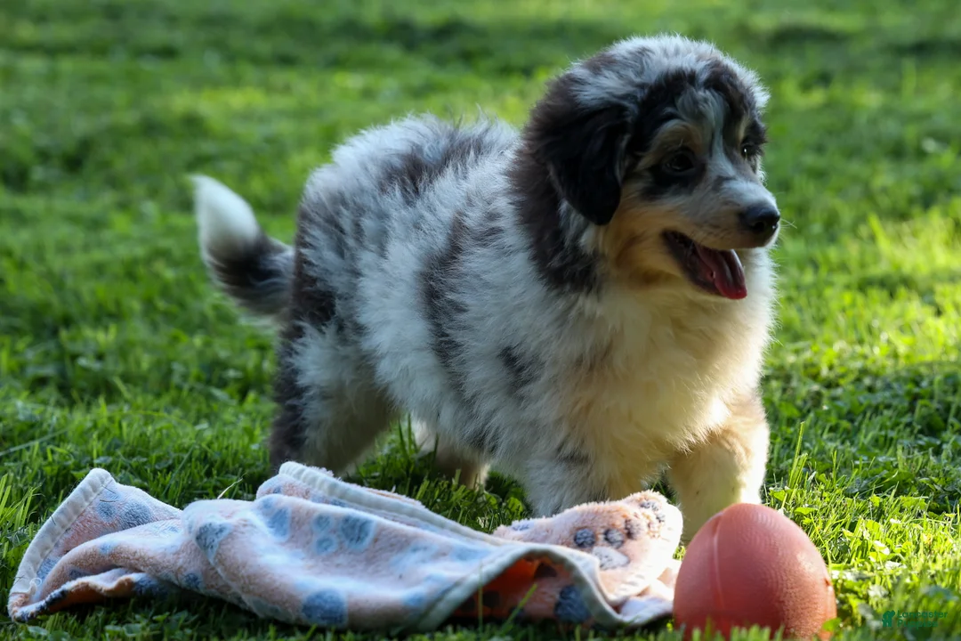 Miniature Australian Shepherd dogs for sale: LANDON [ new pictures] - Ad 1
