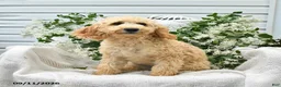 Goldendoodle dogs for sale: Mackenzie - Ad 3